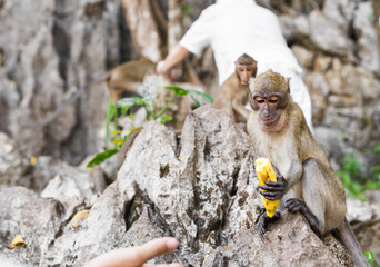 Obraz premium cute monkey lives in a natural forest of Thailand.