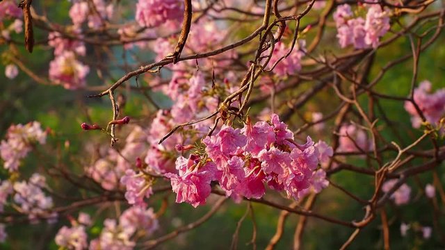 full bloom of Pink trumpet tree in the wind