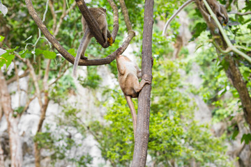 cute monkey lives in a natural forest of Thailand.