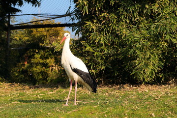 Cicogna bianca in posa