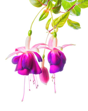 beautiful blooming branch of violet fuchsia flower is isolated on white background, close up