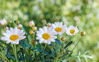 Chamomile flowers  in summer,blurred background