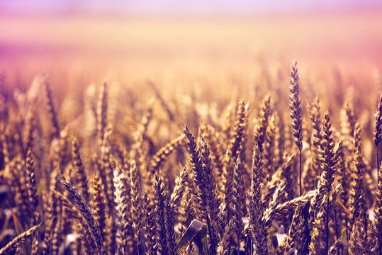 Golden wheat field retro toned