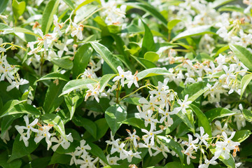 Fototapeta premium White climbing jasmine hedge with flowers
