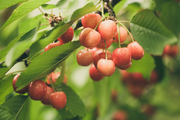 Cherries on cherry tree