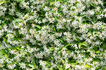 White climbing jasmine hedge with flowers