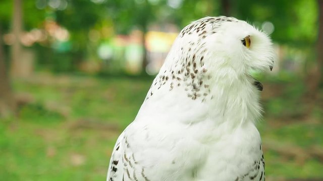 
wild bird, white snowy owl, in garden background. It is a imported bird found in Thailand country.