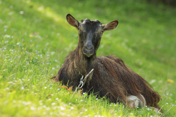Brown goat lies on a green grass