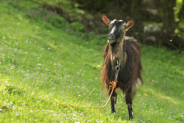 Funny brown domestic goat gawks standing on a green grass