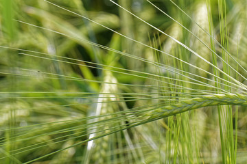 barley close up in outdoor
