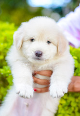 An Adorable Golden Retriever Puppy. Golden Retriever Dogs Have An Instinctive Love Of Water And Are Easy To Train To Basic Or Advanced Obedience Standards