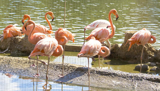 Pink flamingo standing near water