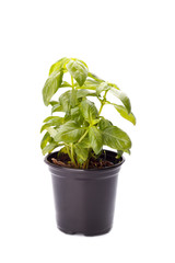 Basil in a small pot