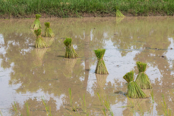 rice seedlings in paddy field