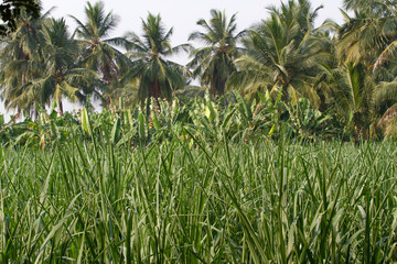 Banana plantation in Humpi city, India, Karnataka. Organic farm food production