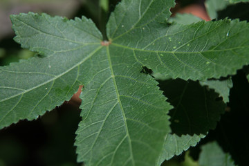 Kenaf leaves, Hibiscus cannabinus, Roselle leafs, vegetable