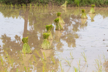 rice seedlings in paddy field