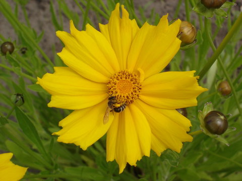 Lance-leaved coreopsis buds and yellow flower with bee