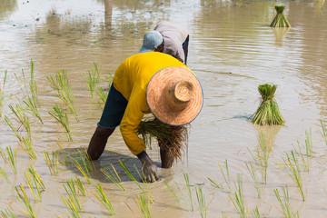 farmer transplant in the paddy field