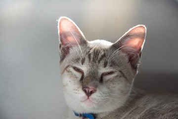 face of grey cat  on white background 