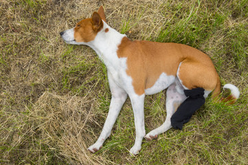 Basenji dog with broken bandaged hind feet having first outdoor rest after the surgery