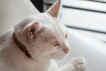 face of cute white cat  on white background 