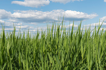 Long green grass and blue sky with clouds