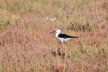 aves en marisma