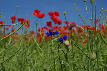Kornblume vor Mohnblumenfeld