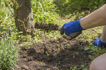 Fototapeta premium Gardening
