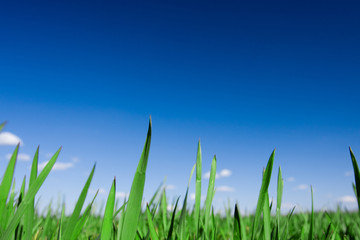 Fototapeta premium green grass and blue sky
