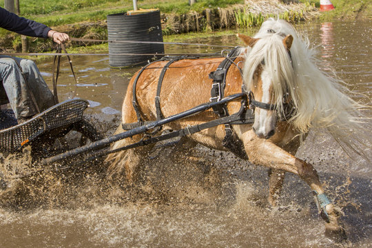 Tegenstribbelen in de waterbak..