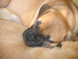 Cute sleeping red bullmastiff puppy with head lying on another puppy on fur background