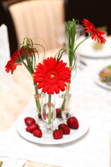 Red gerbera