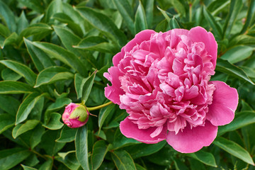 The large flowers and the foliage of peony