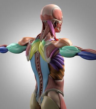Human anatomy muscle groups, torso back, color coded. 3d illustration.