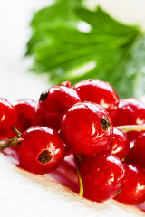 Fresh wet red currant with leaves, white not isolated background