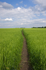 green field and blue sky