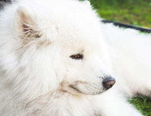 White Samoyed dog lays on a green grass