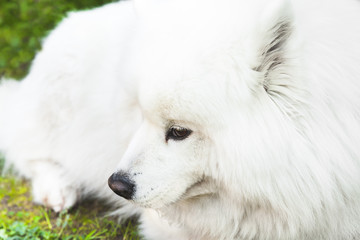 White fluffy Samoyed dog lays on a green grass