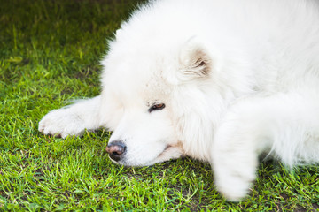 White Samoyed dog lays on a green grass, close-up