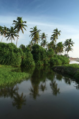 Plakat coconut palms and water