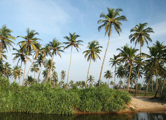 Plakat coconut palms and water