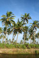 Fototapeta na wymiar coconut palms and water