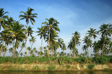Obraz premium coconut palms and water