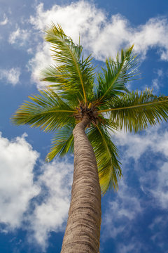 Пальма на фоне голубого неба