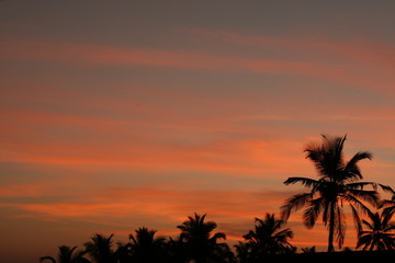 Fototapeta na wymiar Sunset and palm tree