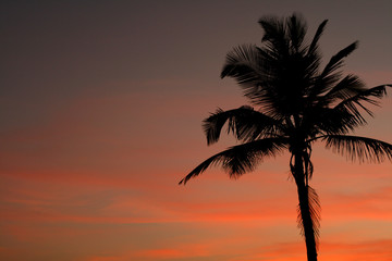 Fototapeta na wymiar Sunset and palm tree
