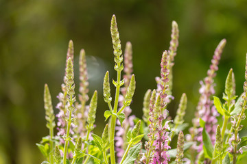 Ziersalbei (Salvia)