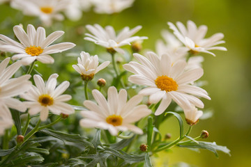 Margeriten (Leucanthemum)